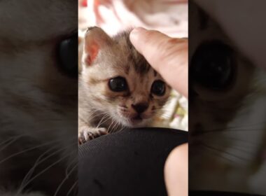 よっこらしょとお膝に登って来る子猫さん【赤ちゃん猫　保護猫】 #kitten #meow #cat #子猫 #子ネコ #好きな子猫 #gatto #エウレカねこ部 #猫のいる暮らし