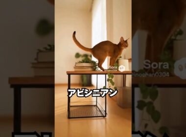 見た目は野生派。でも中身は甘えん坊な猫…アビシニアン😽｜猫の雑学 #shorts  #猫のいる暮らし #猫の雑学 #cat #猫好きさんと繋がりたい