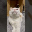 【外に出された猫のむたくん】子猫みたいに跳ねた遊ぶむたくん#捨て猫 #保護猫