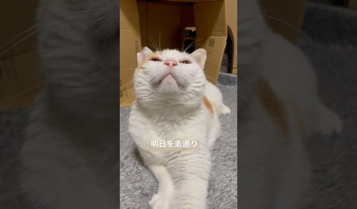 【外に出された猫のむたくん】子猫みたいに跳ねた遊ぶむたくん#捨て猫 #保護猫