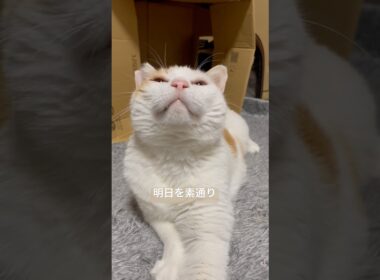【外に出された猫のむたくん】子猫みたいに跳ねた遊ぶむたくん#捨て猫 #保護猫