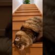 ノルウェージャン・フォレスト・キャットが階段を転がってきた・・ # #funnycat #面白猫 #fyp