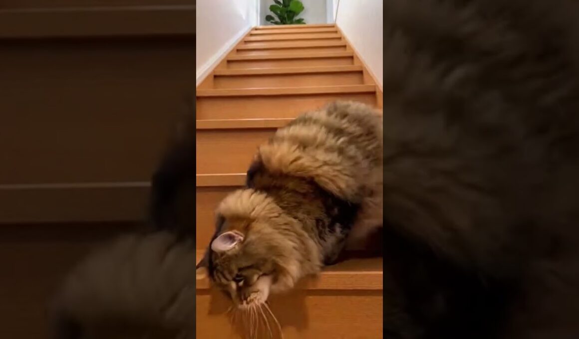 ノルウェージャン・フォレスト・キャットが階段を転がってきた・・ # #funnycat #面白猫 #fyp