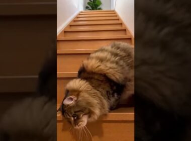 ノルウェージャン・フォレスト・キャットが階段を転がってきた・・ # #funnycat #面白猫 #fyp