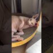 同じ場所で日向ぼっこする猫スルタンとアレクサンドラ【スフィンクス】