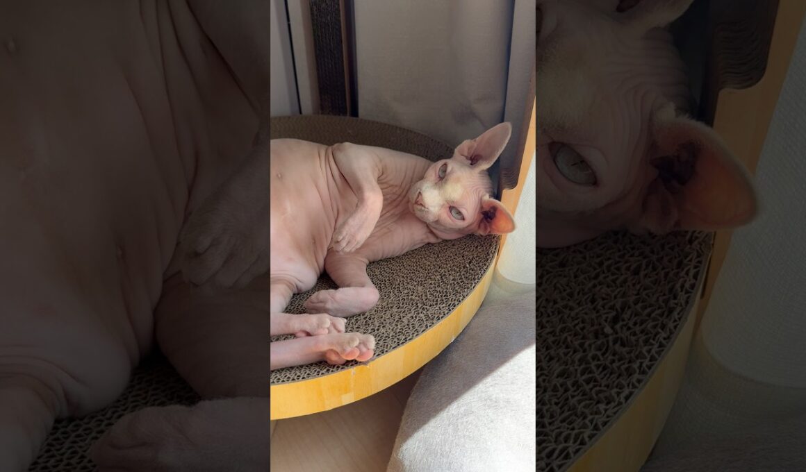 同じ場所で日向ぼっこする猫スルタンとアレクサンドラ【スフィンクス】