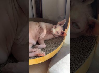 同じ場所で日向ぼっこする猫スルタンとアレクサンドラ【スフィンクス】