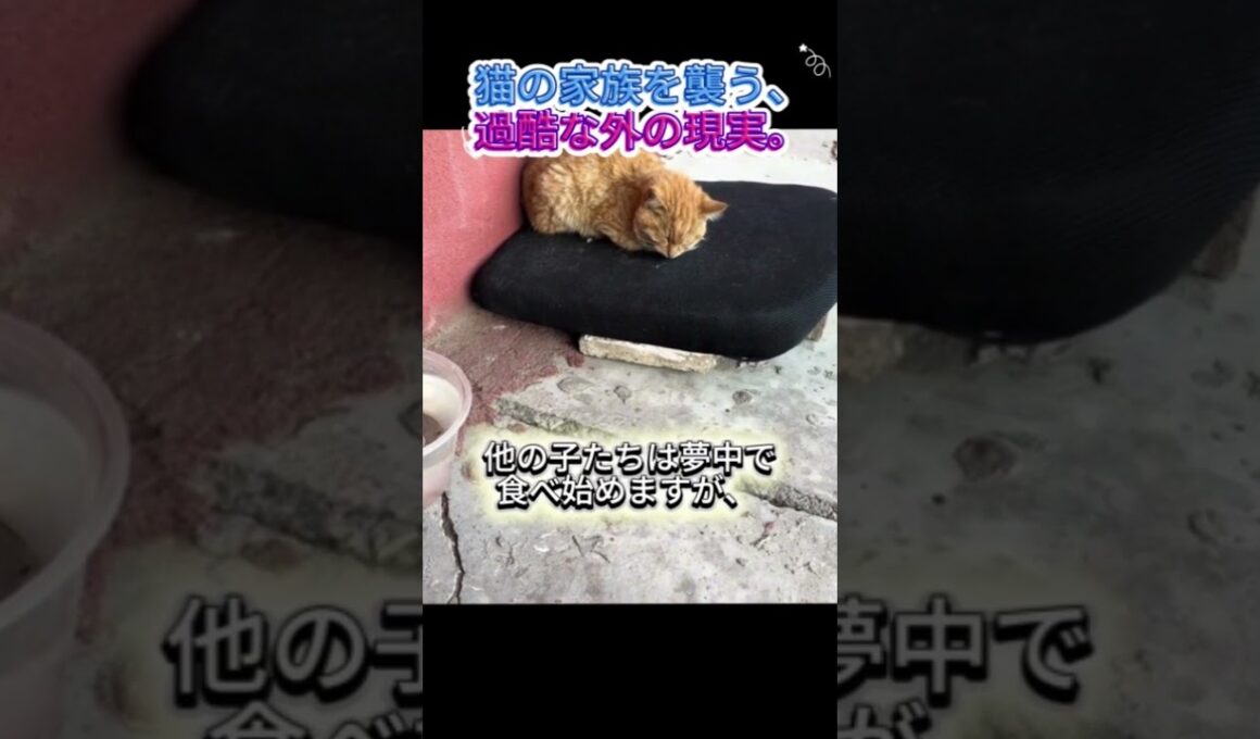 ぐったりした子猫と、黙って寄り添う母猫…