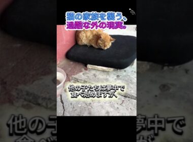 ぐったりした子猫と、黙って寄り添う母猫…