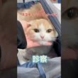 黒色の下痢と嘔吐をした7ヶ月のスコティッシュフォールドが動物病院にやって来た！
