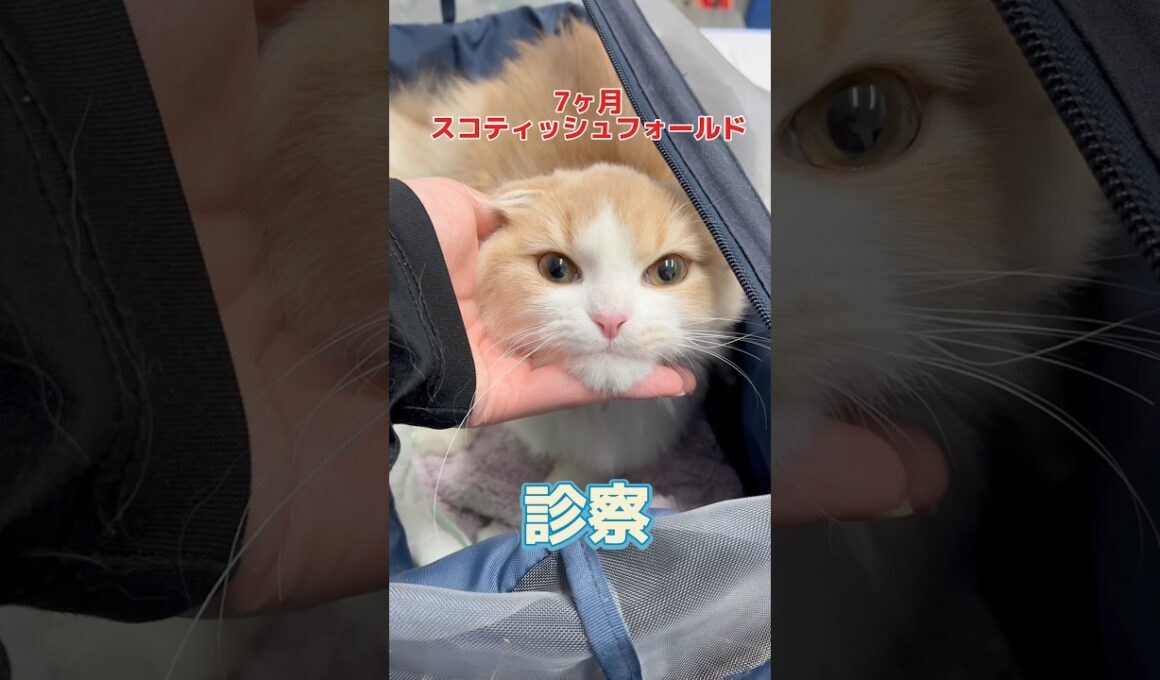 黒色の下痢と嘔吐をした7ヶ月のスコティッシュフォールドが動物病院にやって来た！