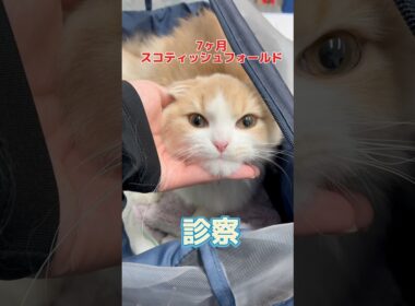 黒色の下痢と嘔吐をした7ヶ月のスコティッシュフォールドが動物病院にやって来た！