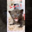 子猫は練習台じゃない｜ミルクボランティアを始める前に知ってほしいこと｜かわいすぎる子猫のミルクズームアップ！【保護猫生活】
