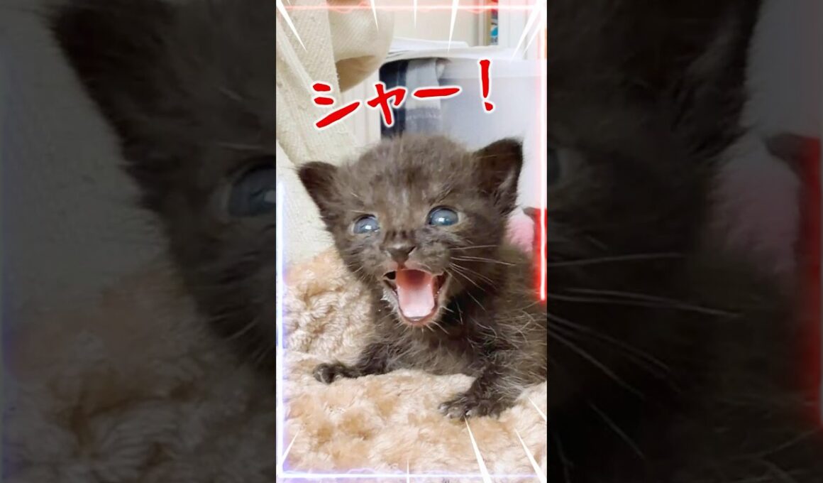 子猫は練習台じゃない｜ミルクボランティアを始める前に知ってほしいこと｜かわいすぎる子猫のミルクズームアップ！【保護猫生活】