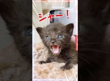 子猫は練習台じゃない｜ミルクボランティアを始める前に知ってほしいこと｜かわいすぎる子猫のミルクズームアップ！【保護猫生活】