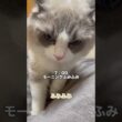 新しいおもちゃに大興奮な猫の1日 #ラグドール #猫のいる暮らし #cat