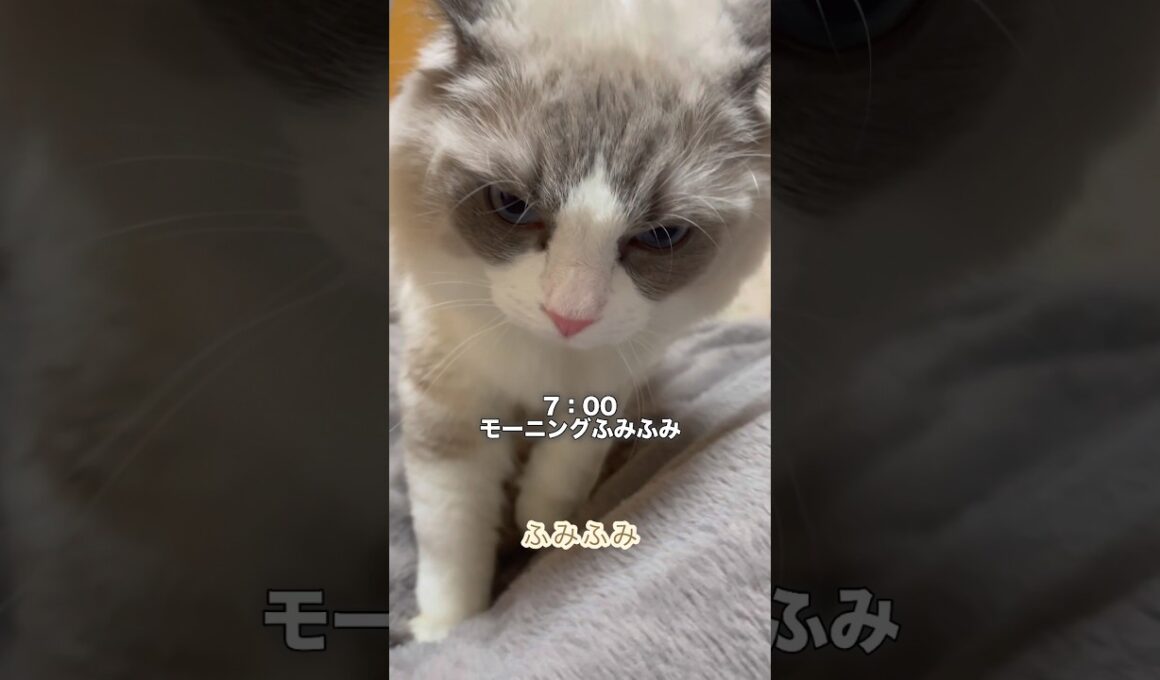 新しいおもちゃに大興奮な猫の1日 #ラグドール #猫のいる暮らし #cat
