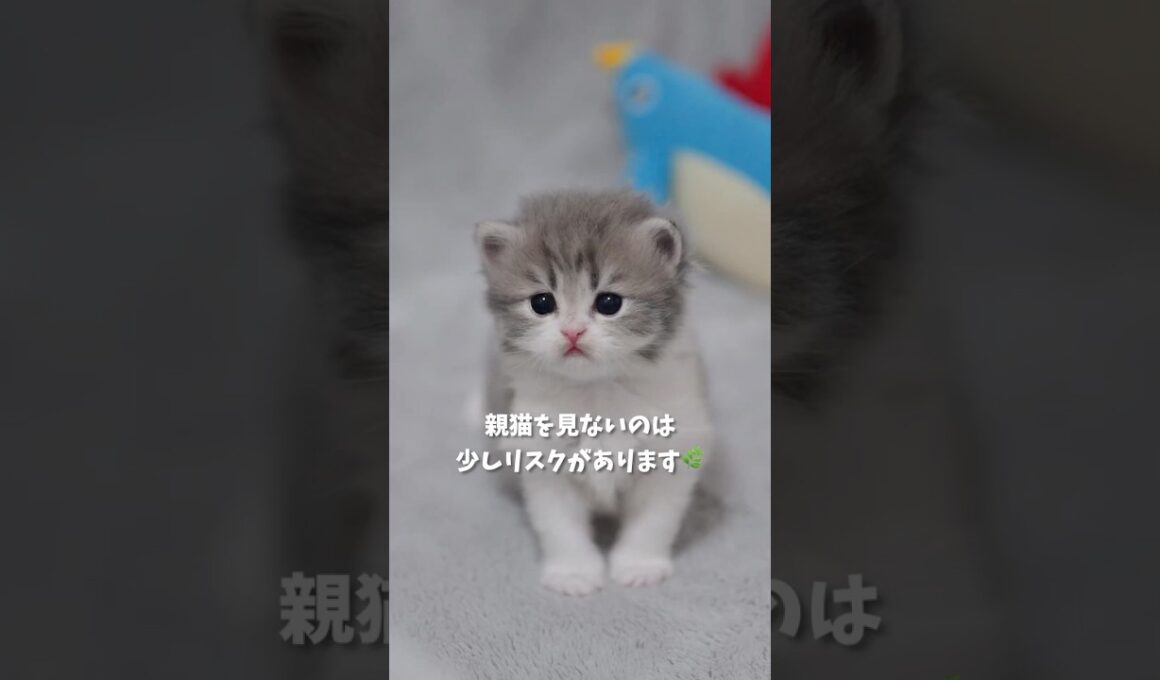 親猫を見ないのは少しリスクがあります🌿