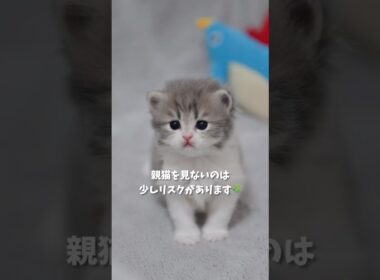 親猫を見ないのは少しリスクがあります🌿