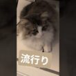 猫には流行りの場所がある #ノルウェージャンフォレストキャット