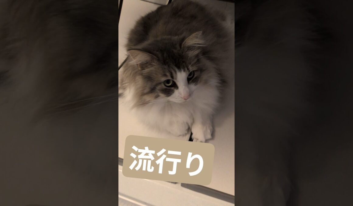猫には流行りの場所がある #ノルウェージャンフォレストキャット