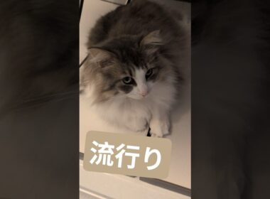 猫には流行りの場所がある #ノルウェージャンフォレストキャット