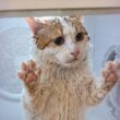 どうやら本っっっっっっっっ気でドライヤーが大嫌いみたいです…