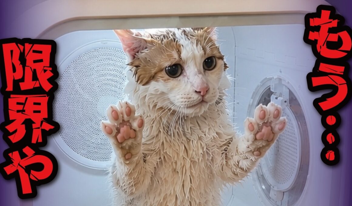 どうやら本っっっっっっっっ気でドライヤーが大嫌いみたいです…