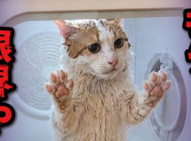 どうやら本っっっっっっっっ気でドライヤーが大嫌いみたいです…