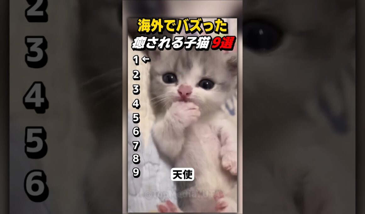【癒やし】お母さんを思い出してるの？可愛すぎる子猫の姿に笑みが止まらない【Part62】 #shorts