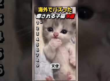 【癒やし】お母さんを思い出してるの？可愛すぎる子猫の姿に笑みが止まらない【Part62】 #shorts
