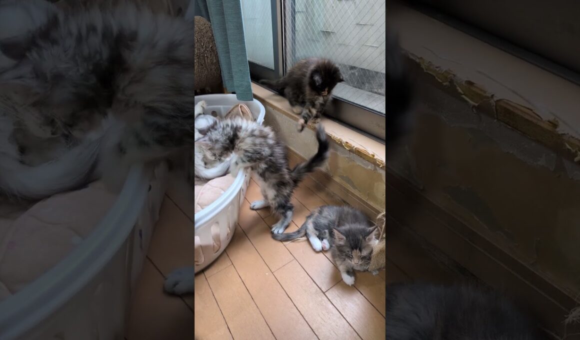 メインクーンの子猫たちドアを開放して19日目