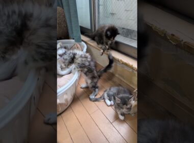メインクーンの子猫たちドアを開放して19日目