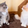 【カワイイ💖】個性豊かなもふ猫たちは今日より平和…！？ノルウェージャンフォレストキャットとターキッシュアンゴラ