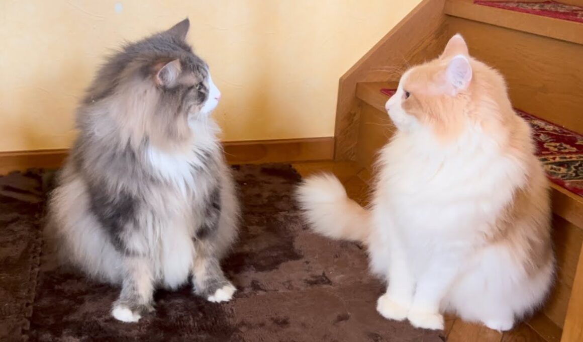 【カワイイ💖】個性豊かなもふ猫たちは今日より平和…！？ノルウェージャンフォレストキャットとターキッシュアンゴラ
