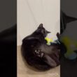 破壊神🐈‍⬛黒猫ボンベイ　#cat #ねこ #ねこのいる暮らし #ねこのいる生活 #ねこ動画 #猫 #猫好きさんと繋がりたい #かわいい #おもちゃ #癒やし #甘えん坊