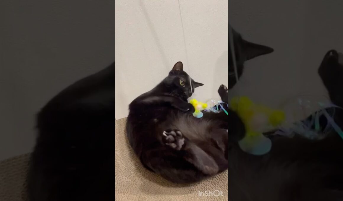 破壊神🐈‍⬛黒猫ボンベイ　#cat #ねこ #ねこのいる暮らし #ねこのいる生活 #ねこ動画 #猫 #猫好きさんと繋がりたい #かわいい #おもちゃ #癒やし #甘えん坊