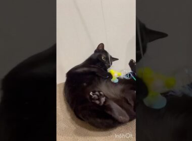 破壊神🐈‍⬛黒猫ボンベイ　#cat #ねこ #ねこのいる暮らし #ねこのいる生活 #ねこ動画 #猫 #猫好きさんと繋がりたい #かわいい #おもちゃ #癒やし #甘えん坊