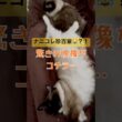 ナニコレ珍百景な猫さん #ragdolls #cutecat #shorts #ラグドール #猫のいる暮らし #猫動画 #ショート