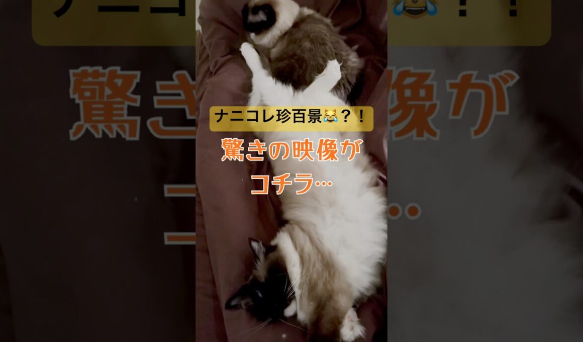 ナニコレ珍百景な猫さん #ragdolls #cutecat #shorts #ラグドール #猫のいる暮らし #猫動画 #ショート