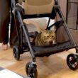 ベビーカーの初乗りはまさかの次ニャン坊でした