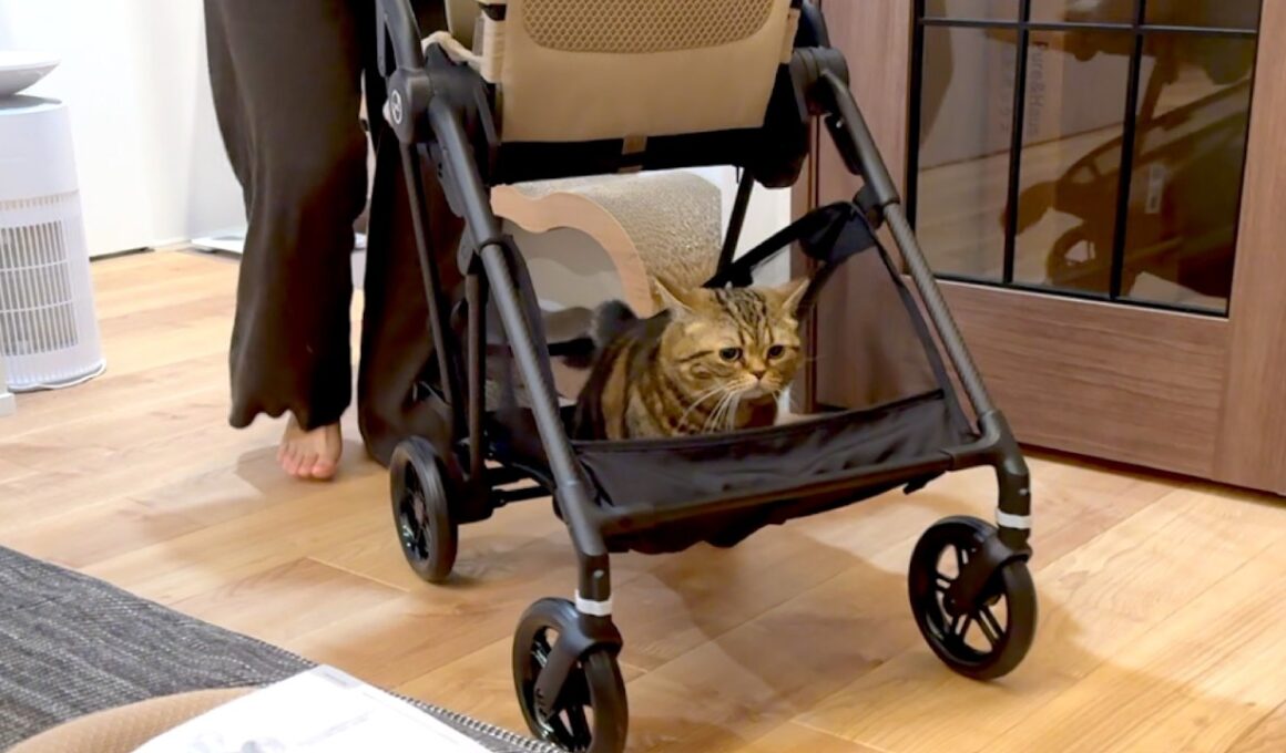 ベビーカーの初乗りはまさかの次ニャン坊でした