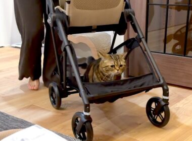 ベビーカーの初乗りはまさかの次ニャン坊でした
