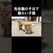先住猫のそばで寝たい子猫 #保護子猫
