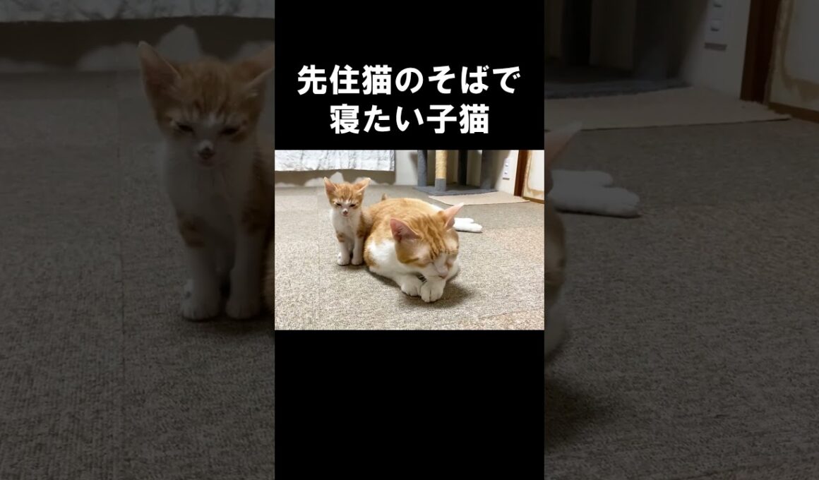 先住猫のそばで寝たい子猫 #保護子猫