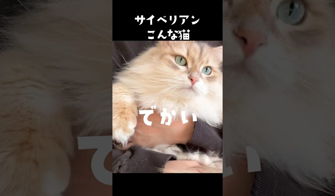 サイベリアンこんな猫😼