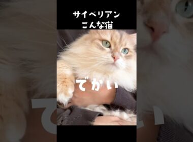 サイベリアンこんな猫😼