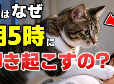 絶対に見逃さないで！猫が朝5時に起こしに来る本当の理由7選