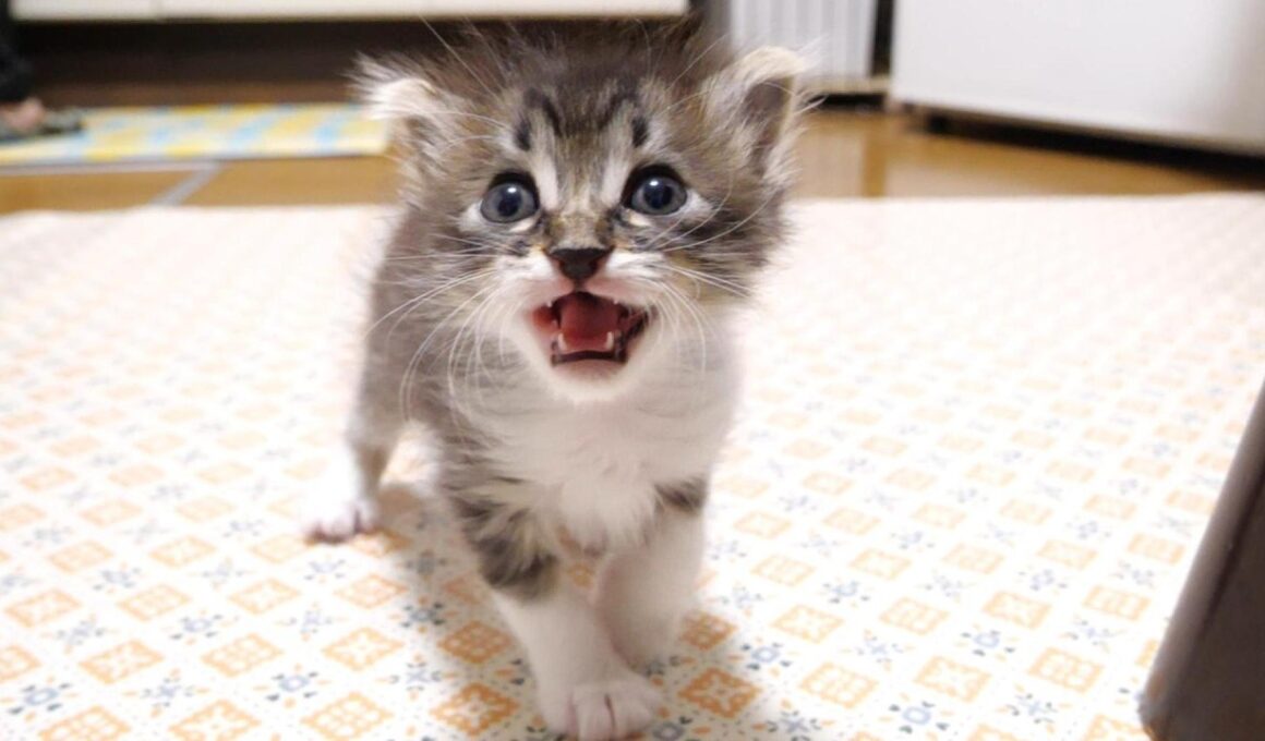 ミルクの匂いがしますよと、カワイイ鳴き声でママを急かす赤ちゃん子猫？【赤ちゃん猫　保護猫】
