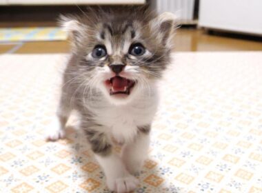 ミルクの匂いがしますよと、カワイイ鳴き声でママを急かす赤ちゃん子猫？【赤ちゃん猫　保護猫】